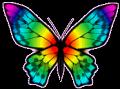 papillons (20)